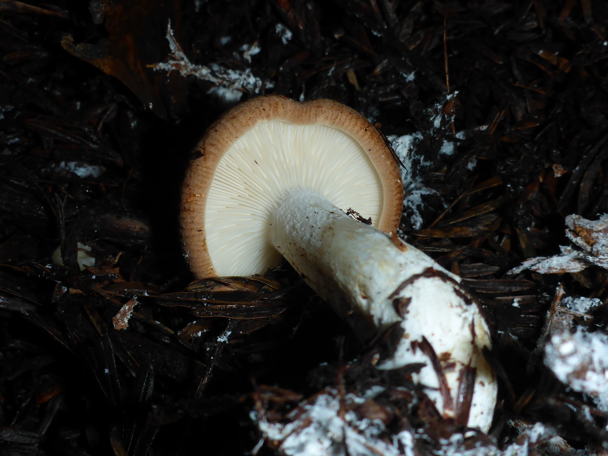 Leucopaxillus gentianeus image