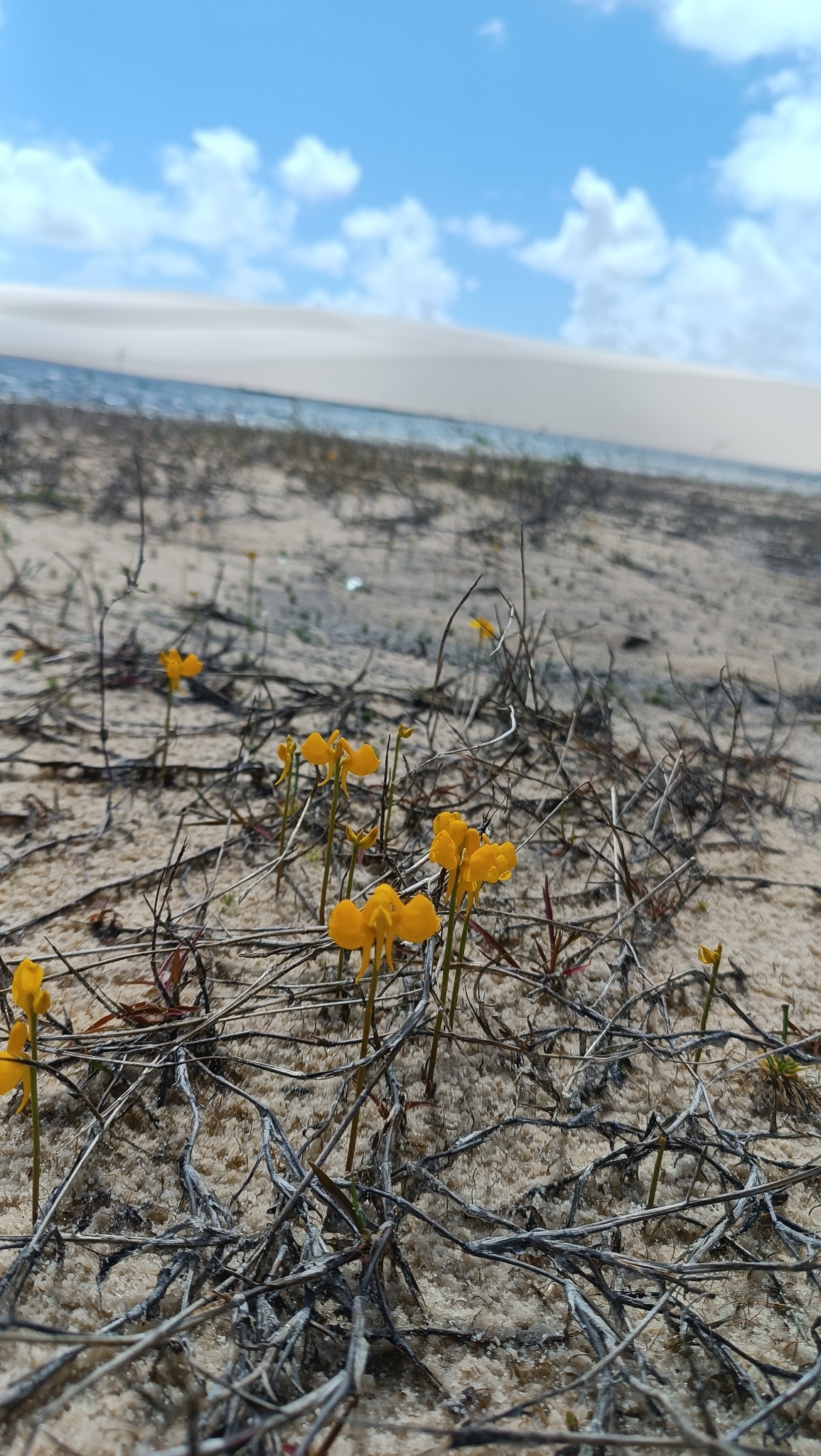 Utricularia cornuta