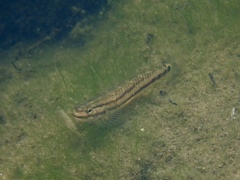 Stiphodon atropurpureus