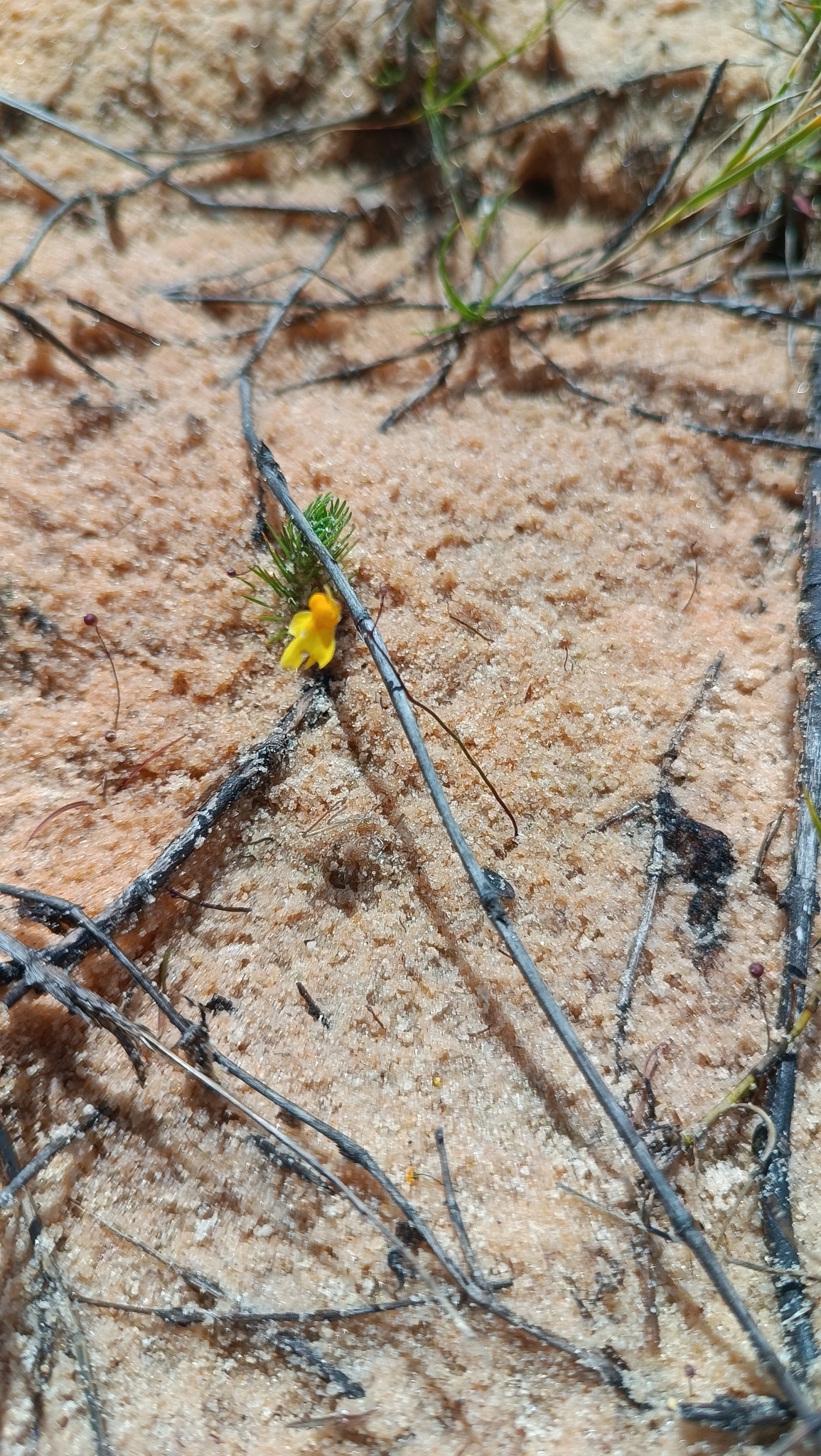 Utricularia subulata