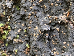 Fuscopannaria praetermissa