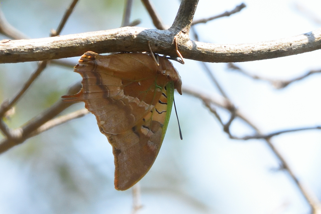 Madagascar Green-veined Charaxes