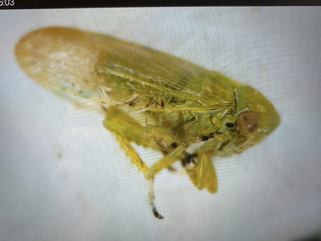 Macropsis reversalis