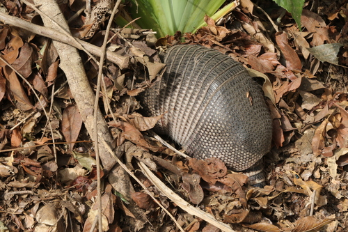 Southern Long-nosed Armadillo photographed in Louisiana