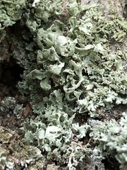 Ramalina labiosorediata