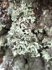 Ramalina labiosorediata
