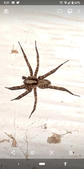 Agelenidae