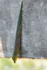 Phelsuma standingi