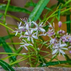 Thelypodium wrightii
