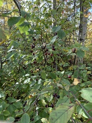 Prunus virginiana