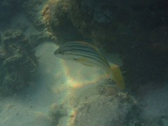 Lutjanus carponotatus