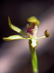 Caladenia atradenia