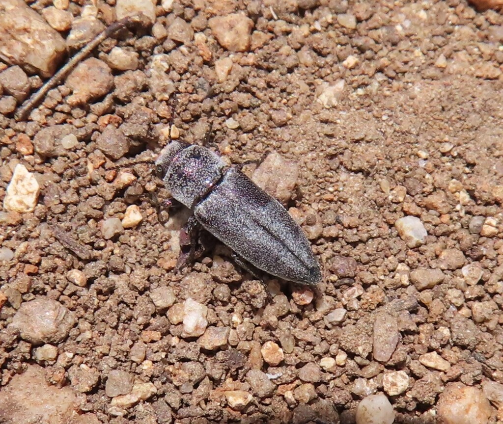Nanularia cupreofusca