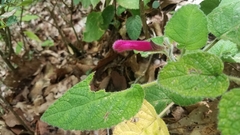 Salvia dorisiana