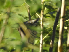Aves