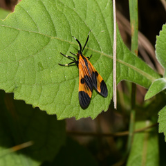 Dycladia vitrina