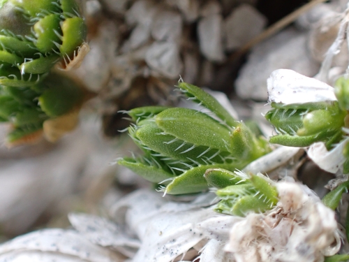 Draba sauteri, photograph 4