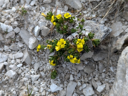 Draba sauteri, photograph 3