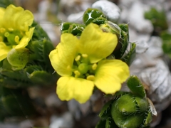 Draba sauteri, photograph (c) Elias, some rights reserved (CC BY)