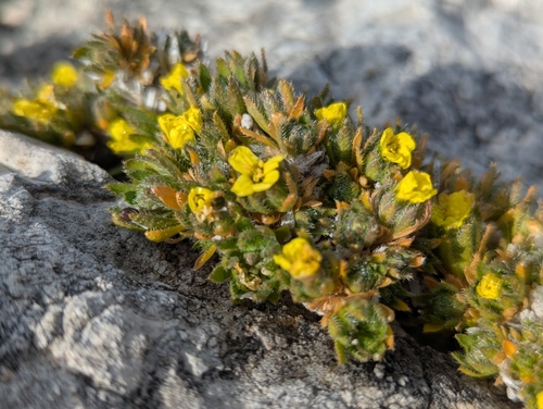 Sauter's Whitlow-grass (Draba sauteri)