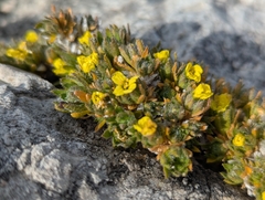 Draba sauteri