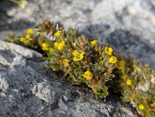 Draba sauteri, photograph 1