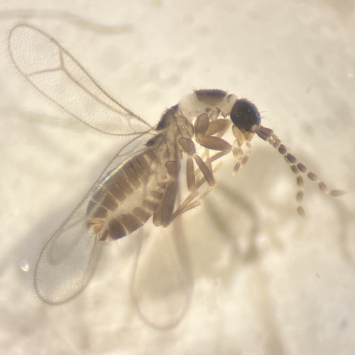 Hubbard's Angel Insect photo 4