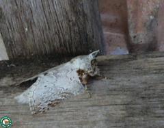 Rifargia distinguenda