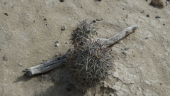 Coryphantha difficilis