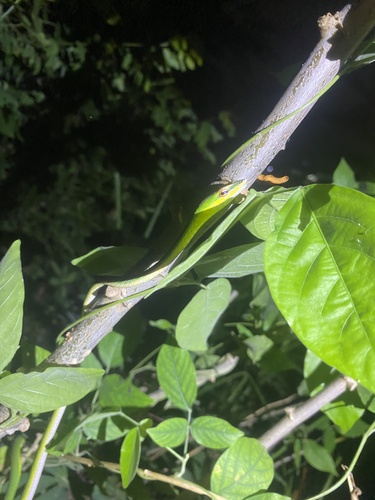 Photo of a Red-eyed Whipsnake (Ahaetulla rufusoculara)