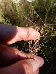 Aristida desmantha