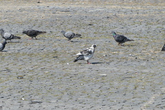 Columba livia domestica