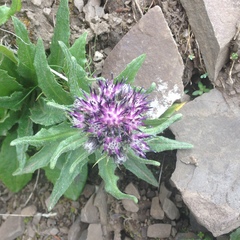 Saussurea nuda