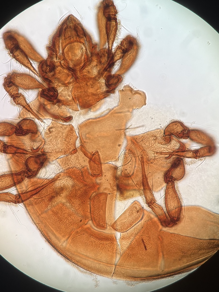 Eremulidae