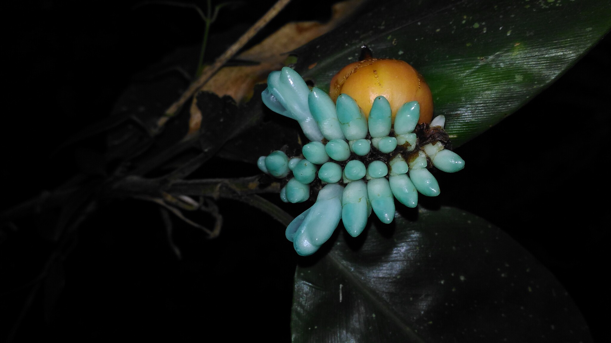 Hellwigia coeruleoviridis (K.Schum.) Senjaya & A.D.Poulsen 2