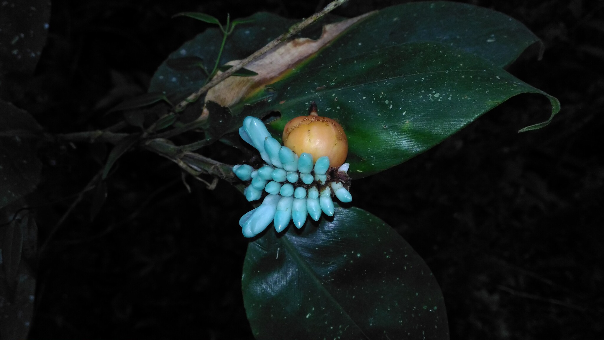 Hellwigia coeruleoviridis (K.Schum.) Senjaya & A.D.Poulsen