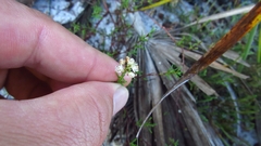 Polygonum dentoceras
