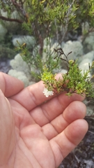 Polygonum dentoceras