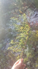 Polygonum dentoceras