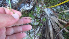 Polygonum dentoceras