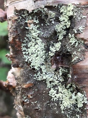 Parmeliopsis ambigua