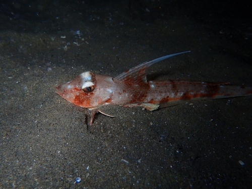 Longfin gurnard (Chelidonichthys obscurus) — Triglidae — 4