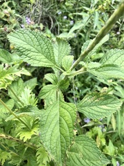 Stachytarpheta frantzii