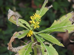 Pseudoperonospora cubensis