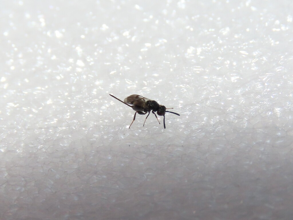 Glyphomerus stigma