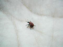 Homoeolabus analis