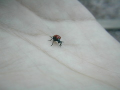 Homoeolabus analis