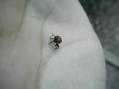 Homoeolabus analis