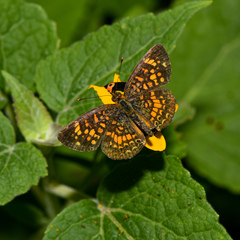 Phyciodes graphica graphica