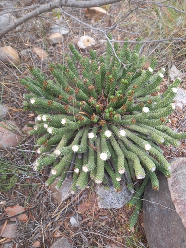 Kleinkaroo Vingerpol (Euphorbia colliculina)
